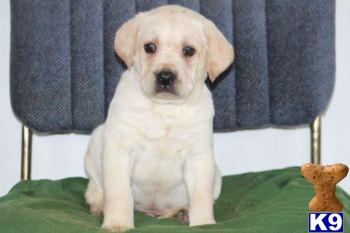 Puppies in PA